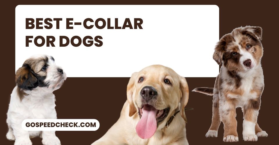Best E Collar for Dogs 2024, Starting from 23 [Top Picks]